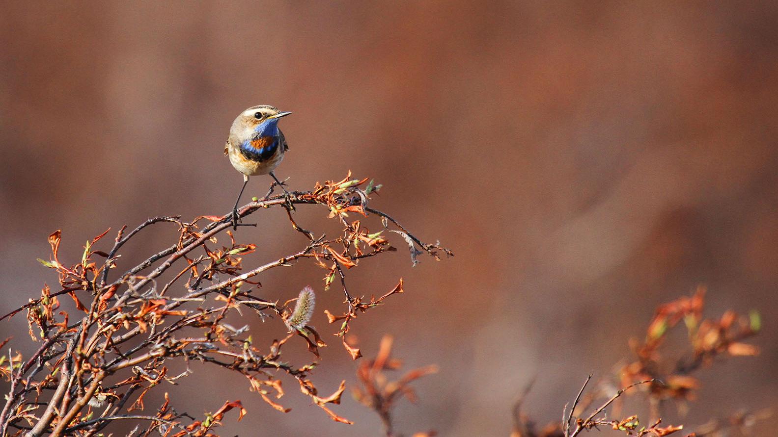 A bluethroat perched on a branch.