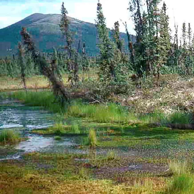 Permafrost thaw in a boreal forest makes trees lean.