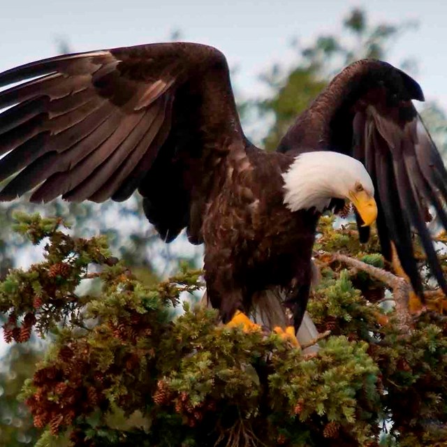 Bald eagle at the top of a tree.