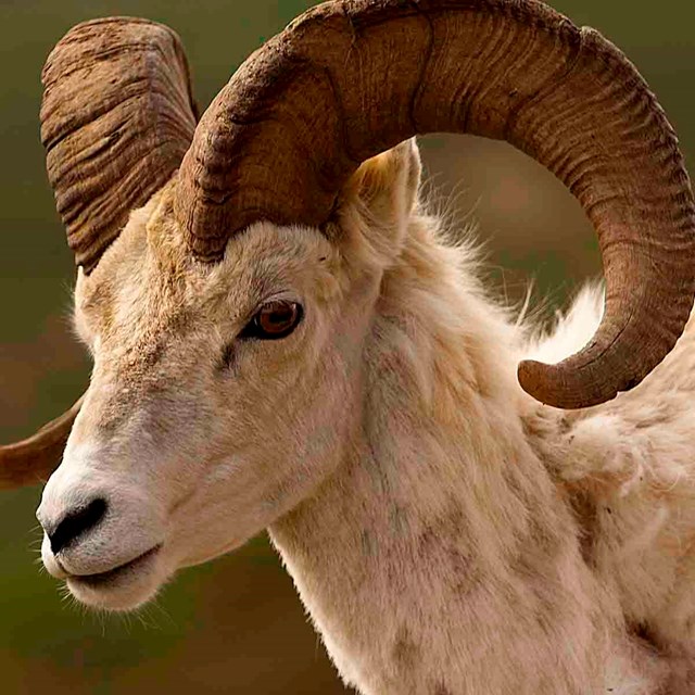 A close up of a Dall's sheep.