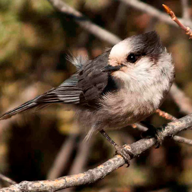 A gray jay perched.