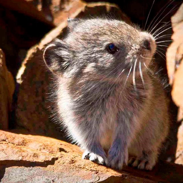 A pika peeks out from a crevice in a rock field.