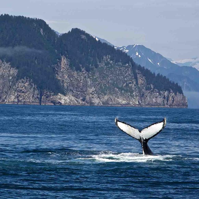 A whale dives and shows its tail flukes off the wild coast.