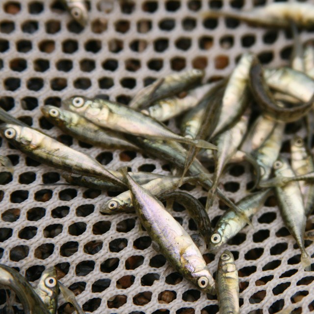 Small fish collected in a net.