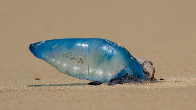 Portuguese Man of War laying on sandy beach.  