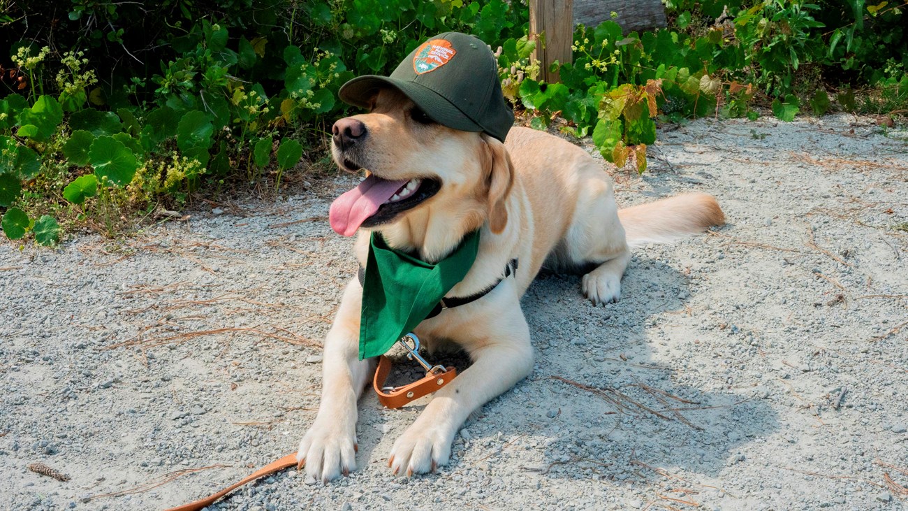 A dog lays down in the dirt, wearing a green NPS hat. 