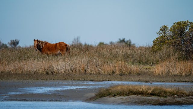 A horse stands in tall grass with water in the foreground. 