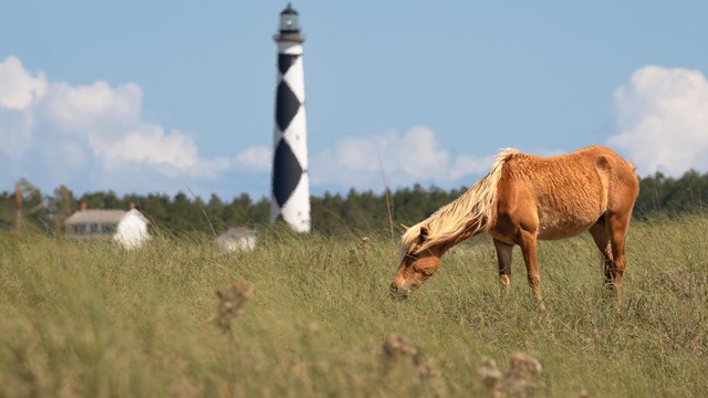 A horse grazes on grass with the lighthouse behind. Blue sky in the background. 