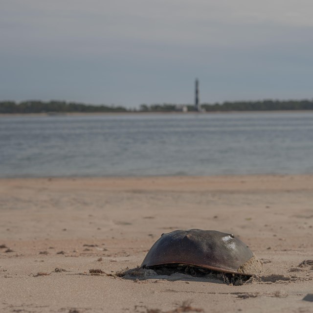 Horseshoe Crab on sand, with water and a lighthouse in the background. 