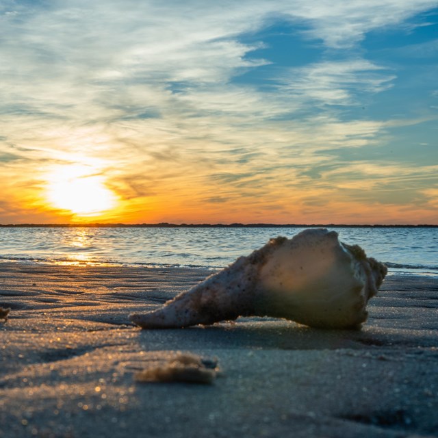 A seashell on the sandy beach. Sun setting in the background. 
