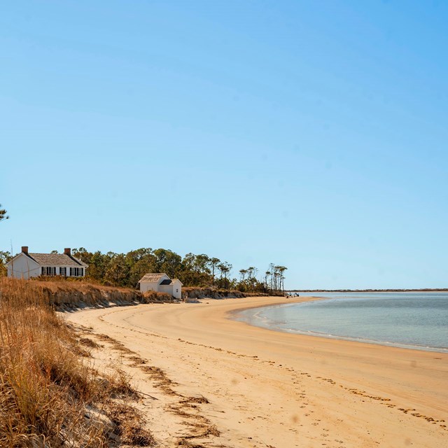 Cape Lookout lighthouse on the left, with sound side sand on the right.Trees surround the lighthouse