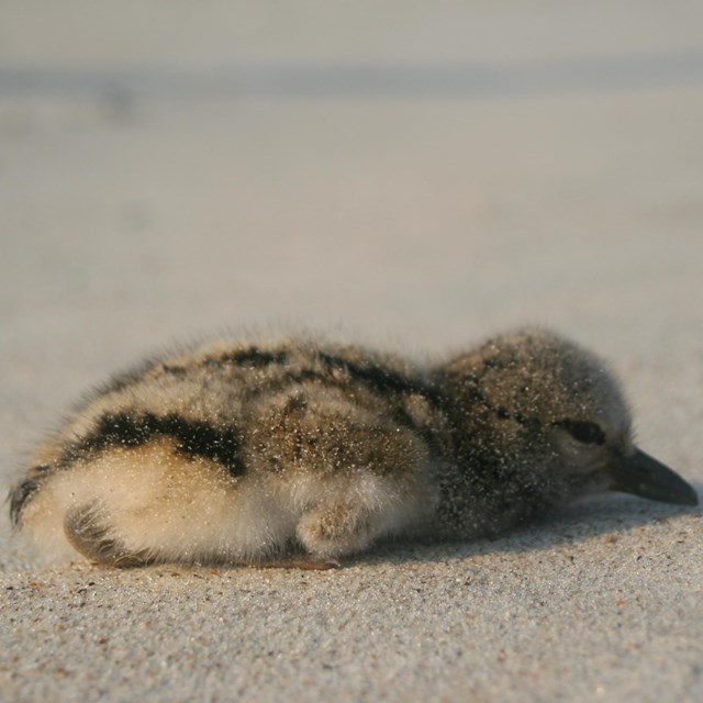 Young shorebird chick laying on the sand