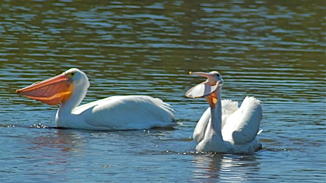 White Pelicans in Mosquito Lagoon