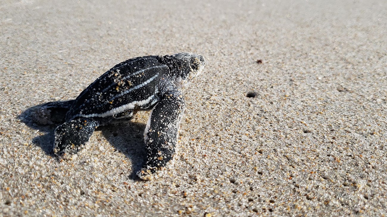 Hatchling leatherback sea turtle