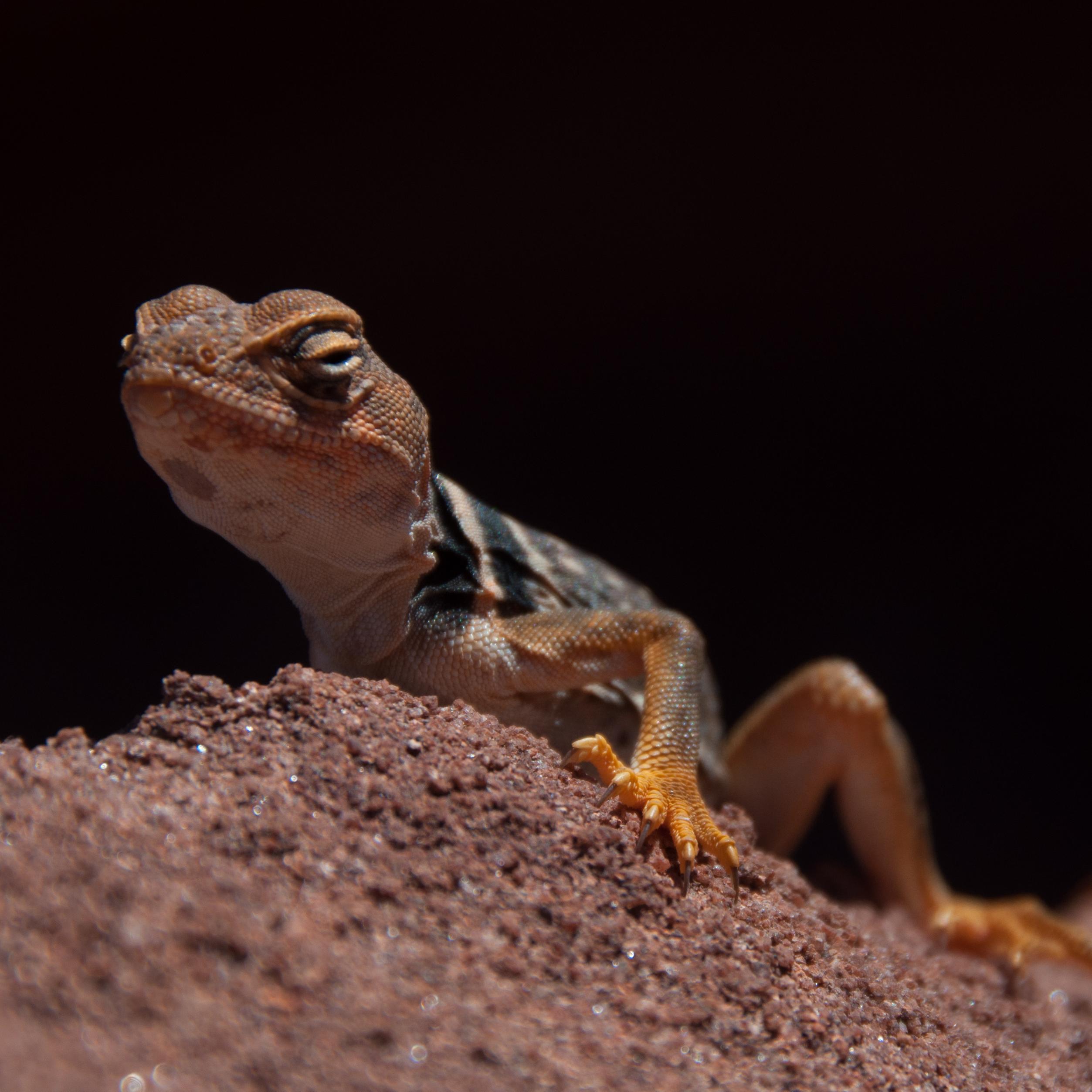 a yellowish lizard with a long tail basks on a rock surface