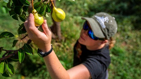 Visitor picking fruit in an orchard open for picking