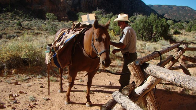 Packhorse and person by wooden fence in a large canyon