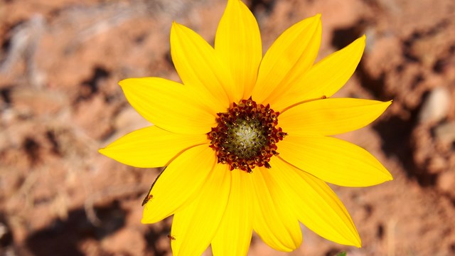 A bright yellow flower with dark brown center.