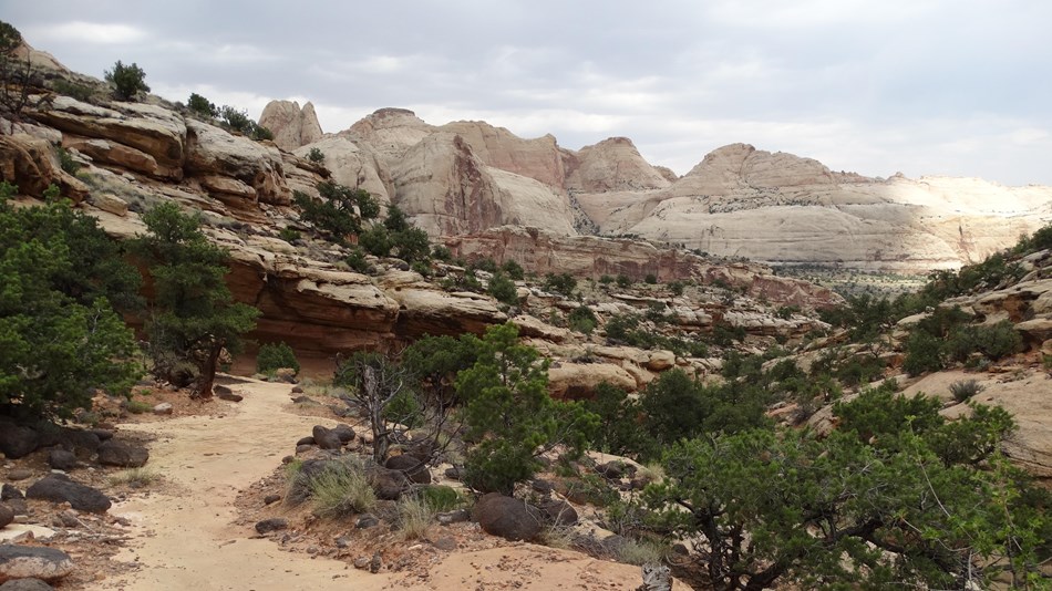 Slick rock trail with juniper trees, rocks, and views of white cliffs in the distance. 
