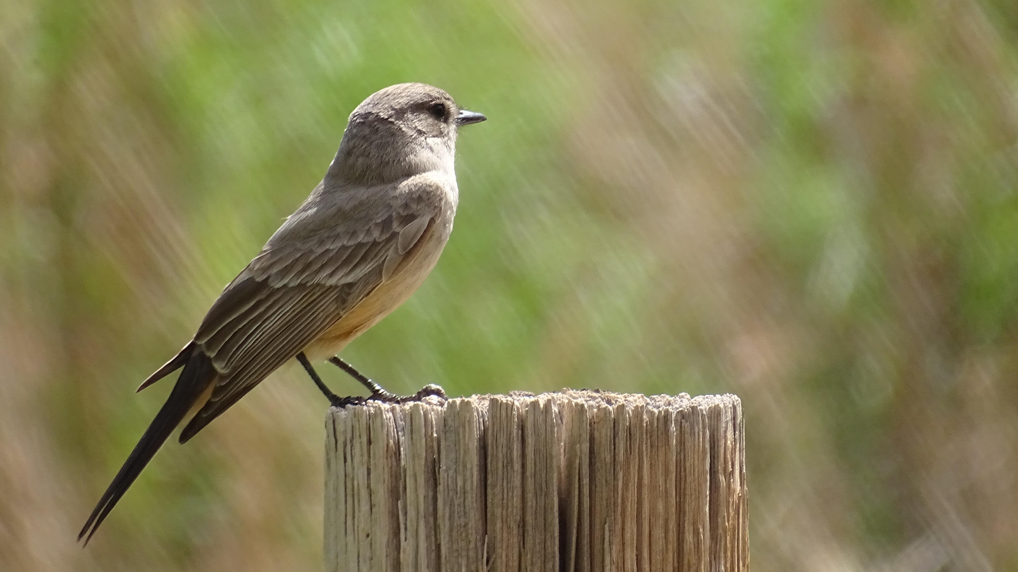 A gray bird perched on a wooden fencepost.