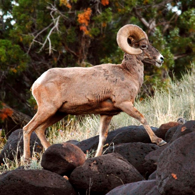 Large bighorn ram with curled horn stepping on black boulders with trees in background.