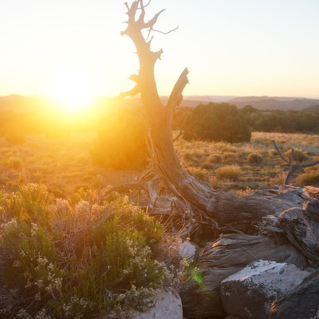 A bright sun begins to drop below the horizon across a vegetated desert and dead pinyon pine.