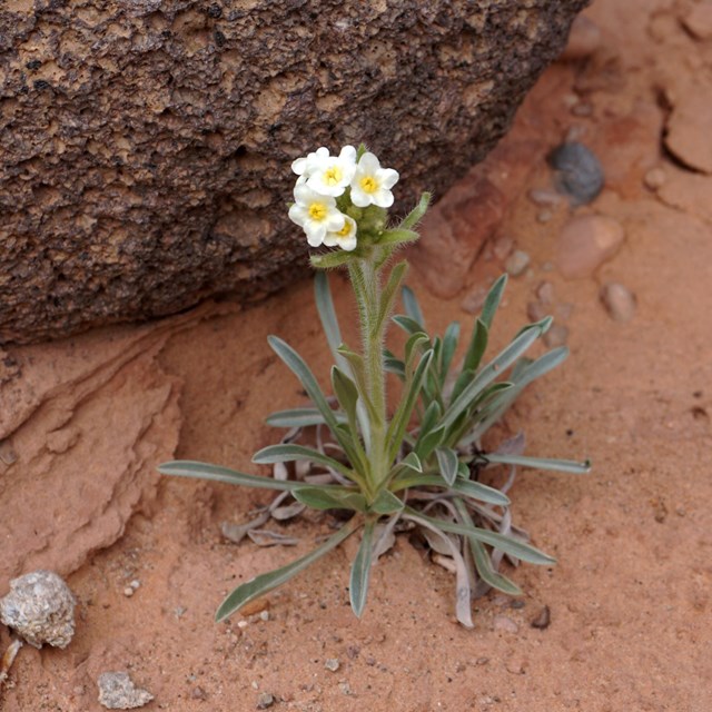 Small plant with three white flowers on the stem, with pale green stem and leaves, near black rock.