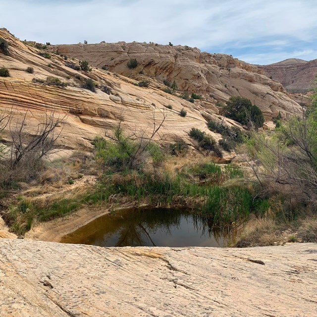 A small pool of water in mostly bare sandstone, surrounded by several green shrubs.