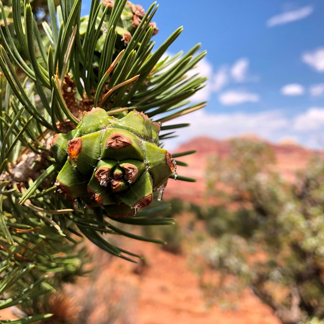 A close-up of a branch with plentiful green needle-like leaves and a green pine cone.