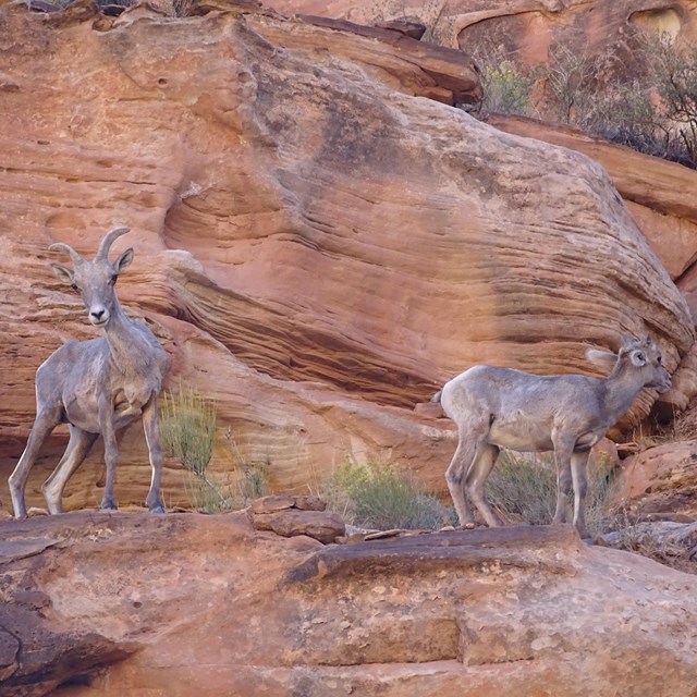 An adult and a young bighorn sheep standing on orange rocky cliff.