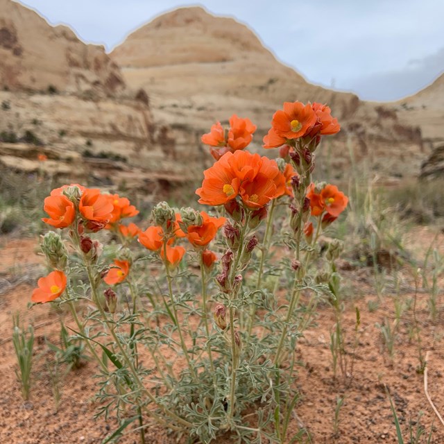Bright orange flowers on green stalks with large tan sandstone dome in background. 
