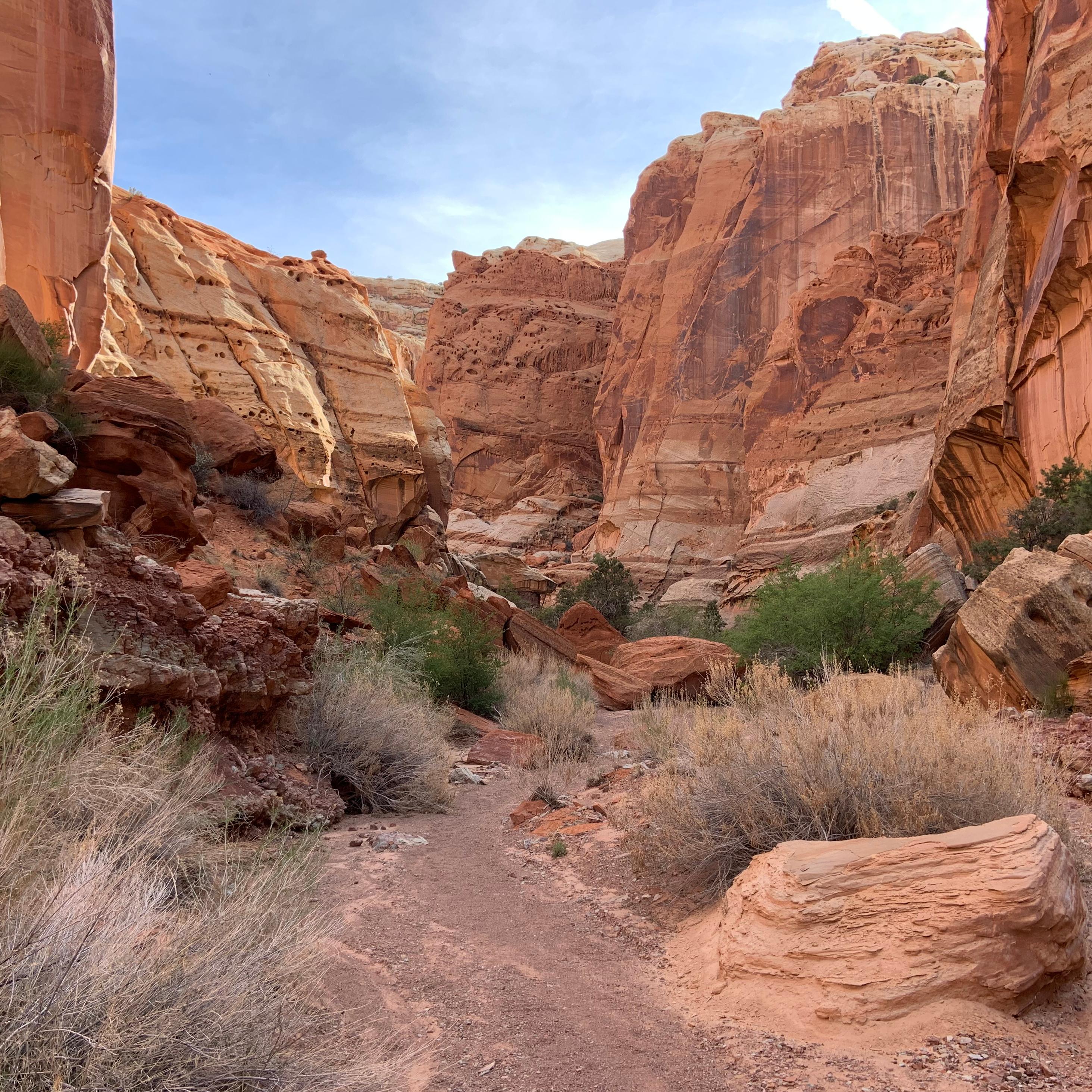 A deep canyon with plants in the bottom and towering cliff walls on each side