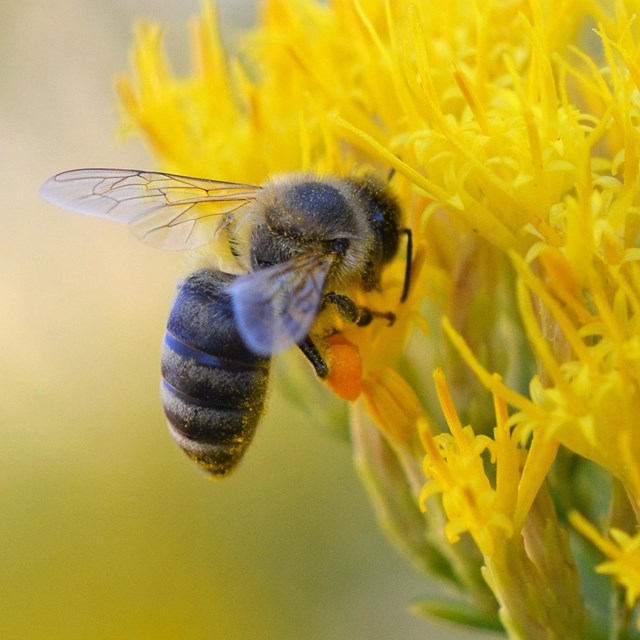 bee hovers next to a yellow flower