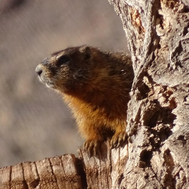 A large rodent with yellowish brown fur peeks out from behind a light brown tree with furrowed bark