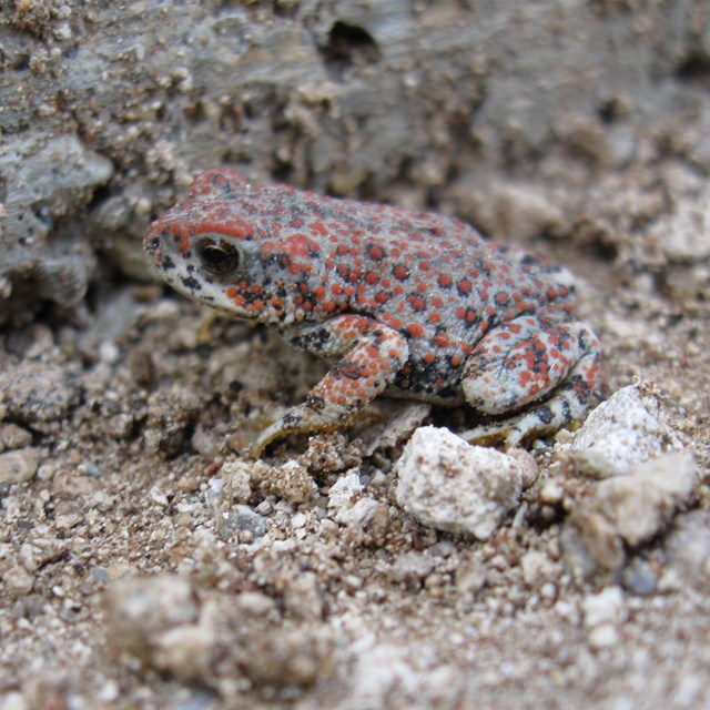 A gray toad with plentiful red dots sits in gray sand and small stones.