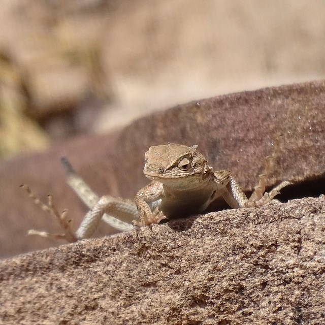A light brown lizard sits at the edge of a similarly colored slab of sandstone.