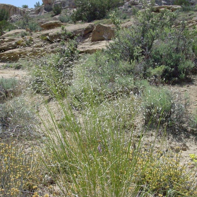 Clump of grasses glowing yellow in the sun, with tan rock in background. 