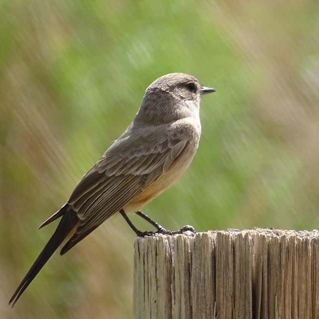 A gray bird perched on a wooden fencepost.