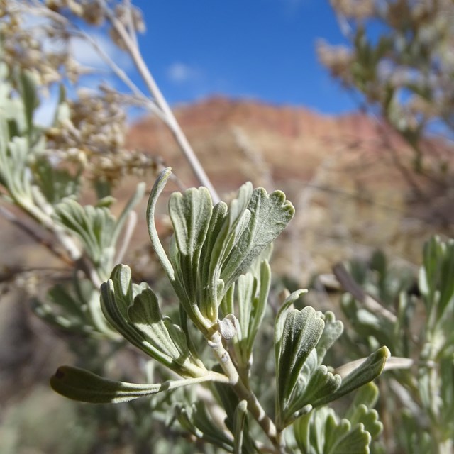Close up of pale green leaves with three little indentations at the top, with blue sky and cliffs.