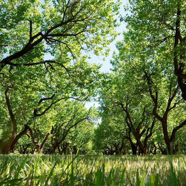 Green grass between two rows of leafy green orchard trees.