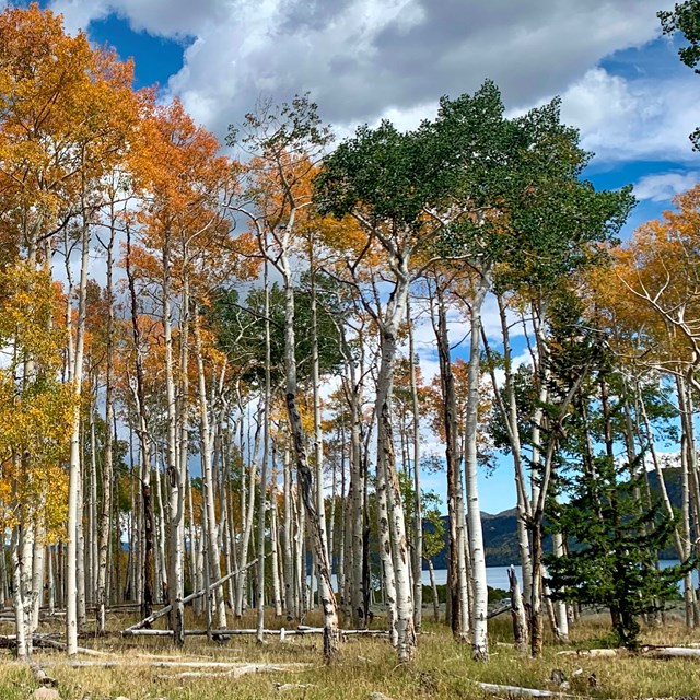 white trunked trees with green and orange leaves.