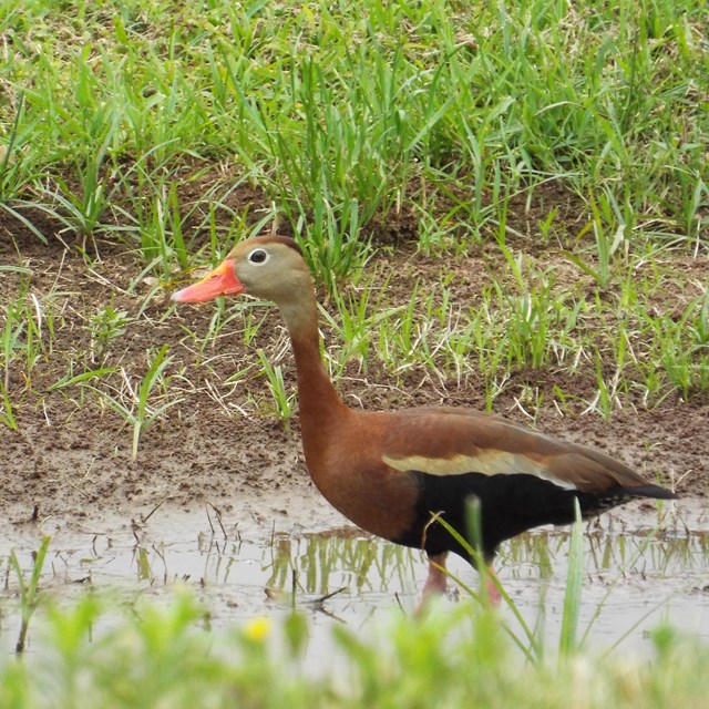 duck standing in puddle