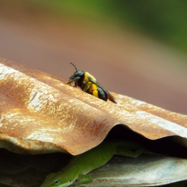 Bee on roof