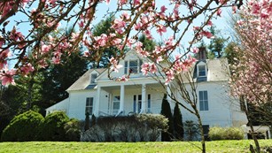 Tulip Magnolia tree in full bloom in front of the Sandburg Home