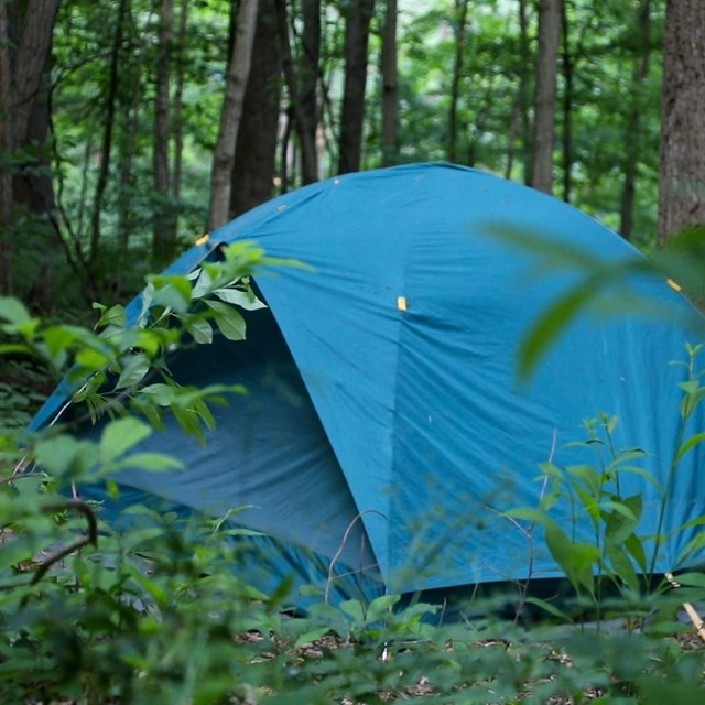 A blue tent surrounded by green folliage