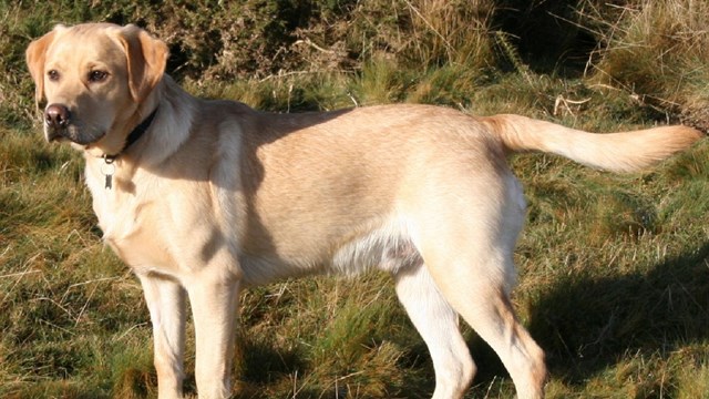 Labrador retriever off leash