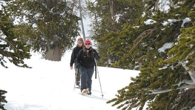 Two people walk toward the camera over snow and through trees on either side.