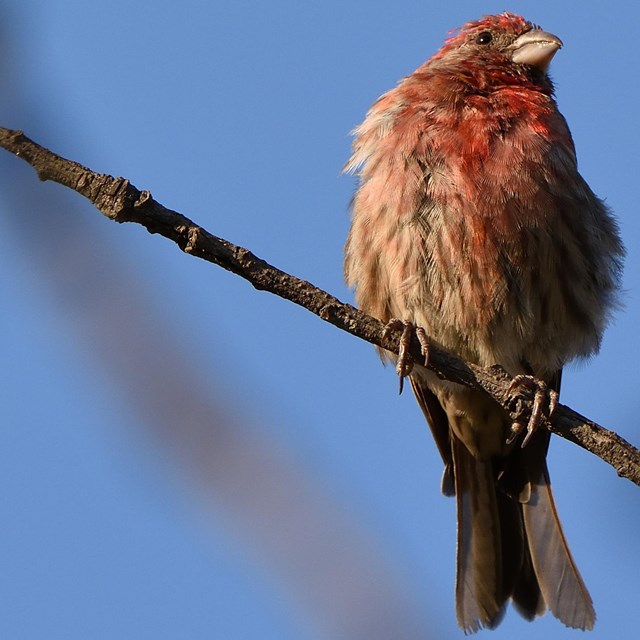 A reddish bird sits on a tree branch.