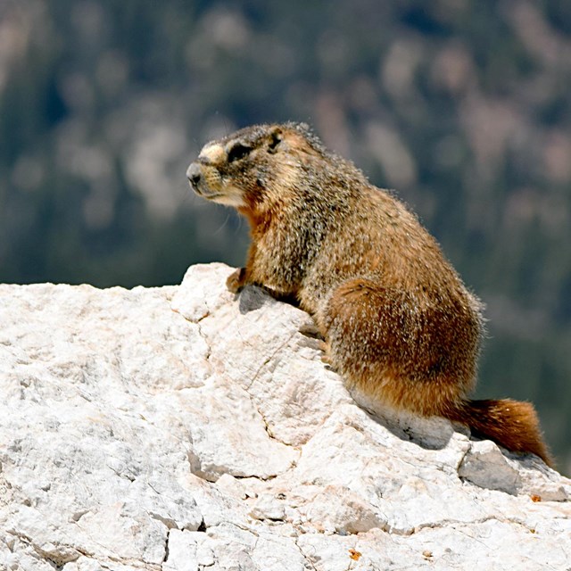 A small rodent on a white rock.