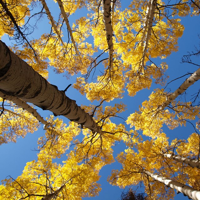 Aspen trees covered yellow leaves as seen from directly below.